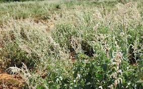 Image result for Aerva javanica