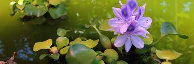 Pond Plants Faq Primrose Blog