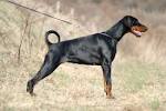 Doberman Pinscher | Temperament & Facts | Britannica