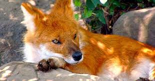 Black And Orange Fox Breed The World S Best Photos Of Dhole And Zoo Flickr Hive Mind Wild Animals Pictures Wild Dogs Animals