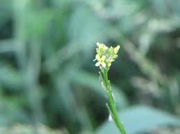 Image result for Sisymbrium burchellii