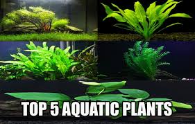 The aquarium plant will destroy microorganisms inside the water, yet is harmless to inverts and fish. Top 5 True Aquatic Plants In Aquarium