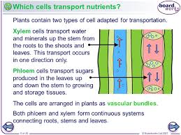 We did not find results for: Boardworks Gcse Additional Science Biology Transport In Plants Ppt Video Online Download