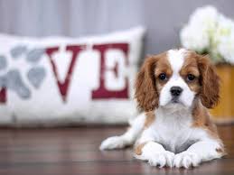 Характер и стандарты собаки кавалер кинг чарльз спаниель. Kavaler King Charlz Spaniel 92 Foto Opisanie Porody Osobennosti Haraktera Vzroslyh Sobak I Shenkov Otzyvy Vladelcev