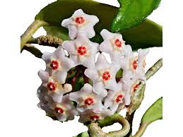 Image result for hoya plant flower