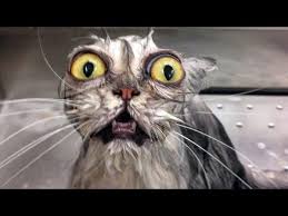 Ce sont les devinettes drôle qui vous feront éclater de rire à coup sûr. Drole Animaux Eau Fails Qui Vous Fera Mourir De Mourir Videos Epiques Animaux Funny Youtube