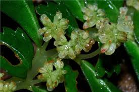 Image result for Pilea sublucens