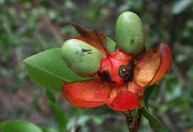 Image result for Ochna inermis