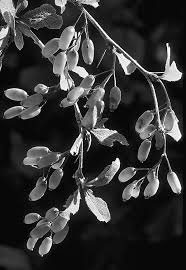 Image result for Swertia pleurogynoides