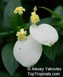 Image result for Pseudomussaenda