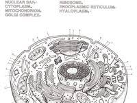 Did you scroll all this way to get facts about biology coloring? 98 Coloring Pages For Biology Ideas Coloring Pages Anatomy Coloring Book Biology
