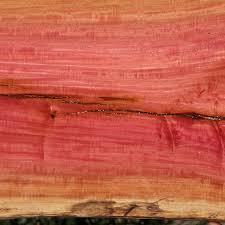 Image result for Berchemia zeyheri