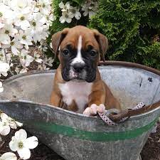 Betty A Fawn Female Boxer Puppy 598537 Puppyspot