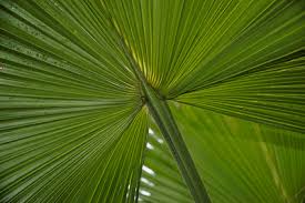 Die karwoche, die letzte fastenwoche, beginnt am palmsonntag, dem sonntag vor ostern. Die Karwoche Palmsonntag Bis Zum Samstag Vor Ostern