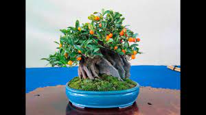 Tips for cultivating bonsai in cave spring, kentucky. Large And Old Dwarf Cumquat Youtube