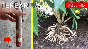 Penemuan Baru Cara Tanam Singkong Agar Berbuah Dua Tingkat 15 Kg 1 Pohon Youtube