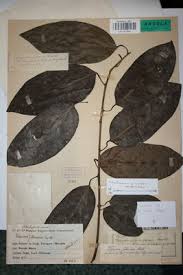 Image result for Tiliacora funifera