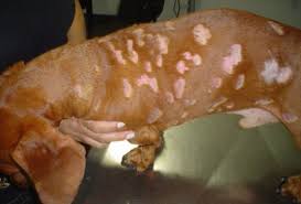 Animals with hypothyroidism tend to have dry, itchy skin and hair loss. Dermatology In Dogs And Cats Intechopen