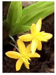 Image result for Curculigo pilosa