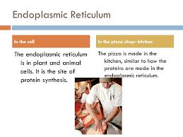 Check spelling or type a new query. Cell Analogy Pizza Shop Ppt Video Online Download