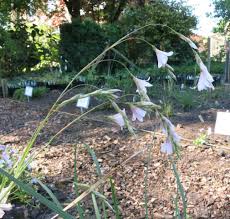 Image result for Dierama cupuliflorum