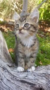 Herpes virus is highly contagious and is spread from cat to cat via direct it is very important you follow your veterinarians' instructions on how often to apply these drops, it can be eye drops to supress the virus multiplication and treat secondary infections are often used, as. Feline Herpes Viral Keratitis Melbourne Eye Vet Dr Anu O Reilly And Dr Chloe Hardman Animal Eye Specialists