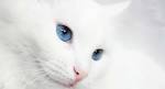 List of White Cat Breeds With Pictures - Petsworld