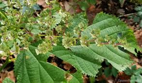 Image result for Laportea mooreana