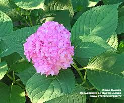 New hampshire has seen a dramatic increase in cut flower farms, underscoring the need for reliable research to support the. Hardy Hydrangeas For Iowa Horticulture And Home Pest News
