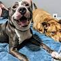 Profile Picture of Friendly Pit Bull Left At Shelter When His Family Had A Fifth Babyon Google