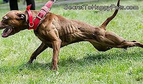 Kopekler Icin Kas Gevseticiler Tr Secrettohappypets Com