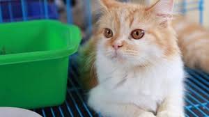 Selain kucing senang, waktumu tidak terganggu dan furniture akan aman. 12 Cara Membuat Kucing Nyaman Di Kandang Arenahewan Com