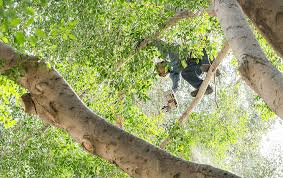 Check spelling or type a new query. Phoenix Arborist Tree Care Trimming Stump Grinding Services Tree Pros Tree Pros