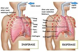 Tulang dada atau tulang rusuk merupakan susunan tulang yang ada di area dada yang fungsinya untuk melindungi o. 10 Peristiwa Diafragma Kontraksi Tulang Rusuk Terangkat Dan Paru Paru Mengembang Brainly Co Id