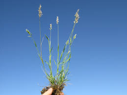 Image result for Enneapogon