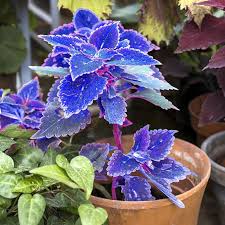 Image result for Coleus