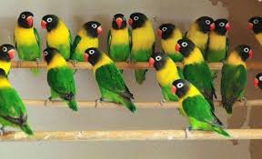 Black Mask Lovebirds In Their Natural Color Love Birds Pet Pet Birds African Lovebirds