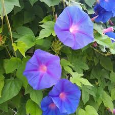 Image result for Ipomoea dichroa
