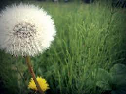 A Flower You Blow Flowers Plants Photo