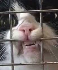 Aciiim Cikmak Istiyoom Diyen Kedi Smeshnye Kotyata Memy Zhivotnye Koshachi Memy