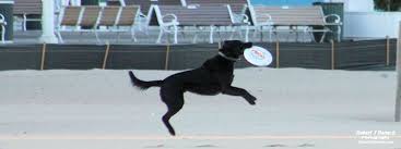 Pet Friendly Ocean City Md Ocean City Cool Pet Friendly Hotels Ocean City Pet Friendly