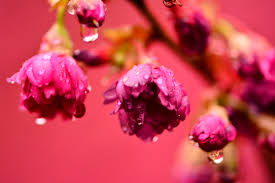 If you're looking for the best spring wallpaper computer then wallpapertag is the place to be. Wallpaper Flower Blossom Flora Close Up Petal Magenta Macro Photography Spring Computer Wallpaper Pollen Herbaceous Plant Pink Family 6000x4000 921587 Hd Wallpapers Wallhere