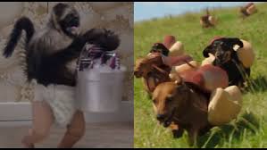 Maybe you would like to learn more about one of these? Super Bowl Ad Ingredients Puppy Monkey Babies Fox61 Com