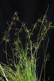 Image result for Fimbristylis scabrida