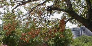 Maybe you would like to learn more about one of these? Oak Wilt Facts And Fears Part 1 Arborilogical