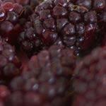 De Boysonberry Is Een Smakelijke Kruising Tussen Frambozen En Bramen Deze Braamboos Heeft Een Donkerpaarse Tot Zwarte Kleur D Frambozen Fruitboom Tuin Bramen