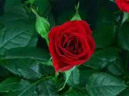 Spring Is Like A Perhaps Hand Poetry Explication Video Blooming Rose Beautiful Rose Flowers Red Rose Flower