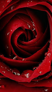 Here are only the best red rose wallpapers. Beautiful Red Rose Wallpapers Iphone 5 Hd Gambarhd Com Beautiful Red Roses Beautiful Roses Rose Wallpaper