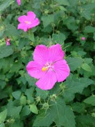 Image result for Pavonia rogersii