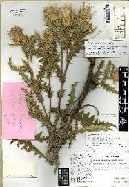 Image result for Cirsium  buchwaldii